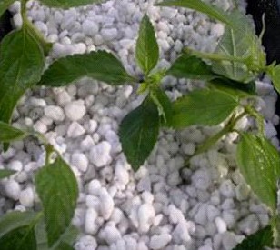 Horticultural perlite